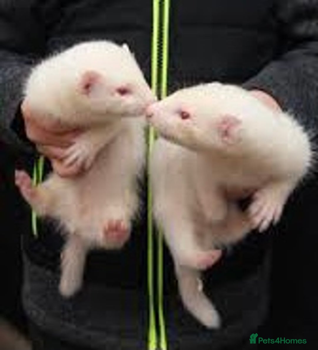 Ferret rodents for sale: Ferret kits male and female  - Image 1