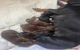 Miniature Dachshund dogs for sale: Dachshund puppies  - Image 6
