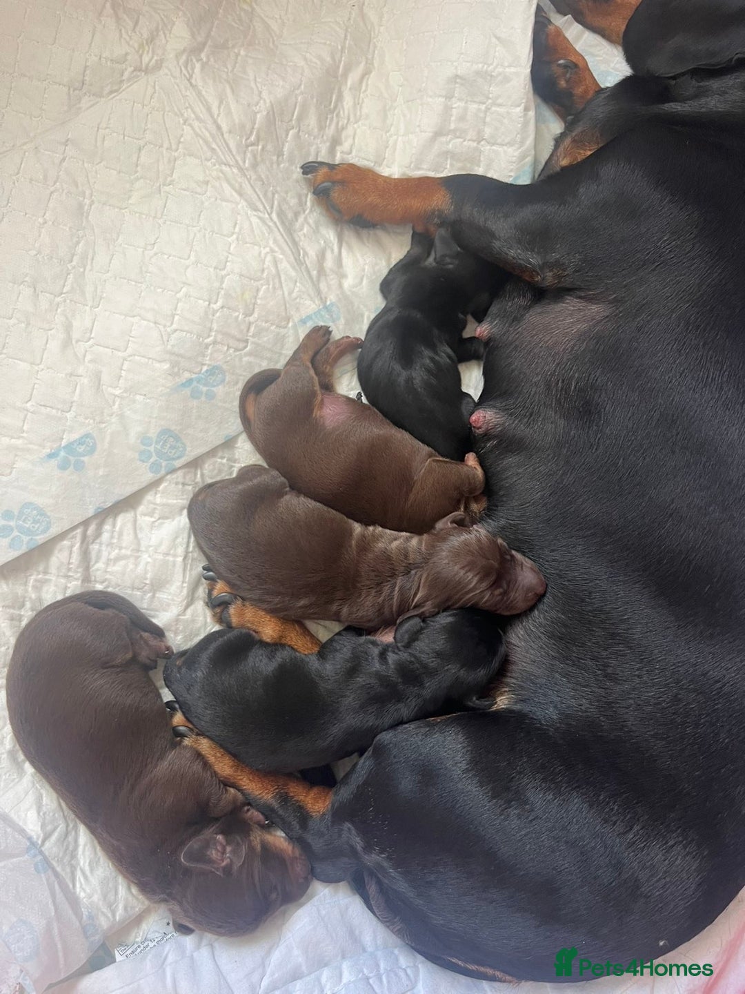 Miniature Dachshund dogs for sale: Dachshund puppies  - Image 6