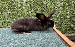 Mini Lion Lop rabbits for sale: Adorable Mini Lion Lops - Image 20