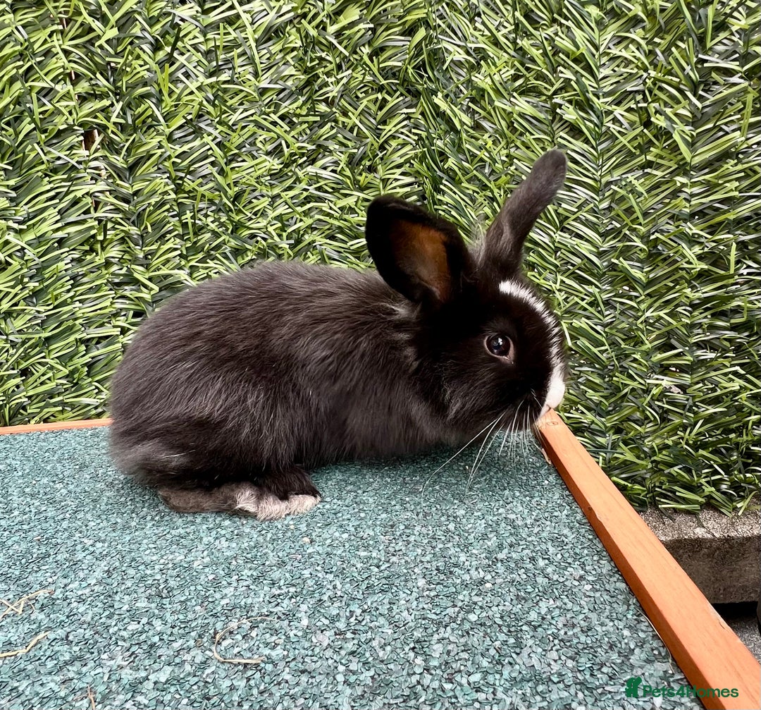 Mini Lion Lop rabbits for sale: Adorable Mini Lion Lops - Image 20