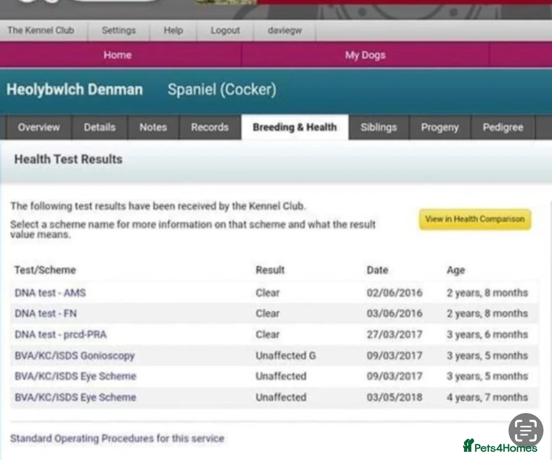 Cocker Spaniel dogs for sale: Sired from British Champion - Advert 14