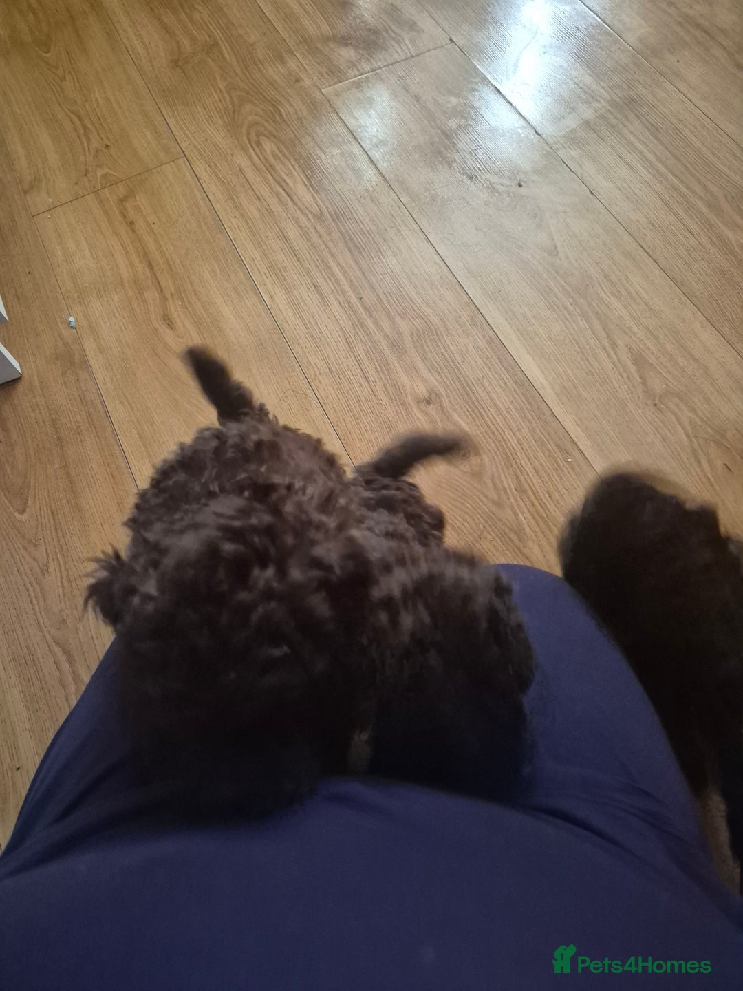 Toy Poodle dogs for sale: beautiful toy poodles for sale  - Advert 5