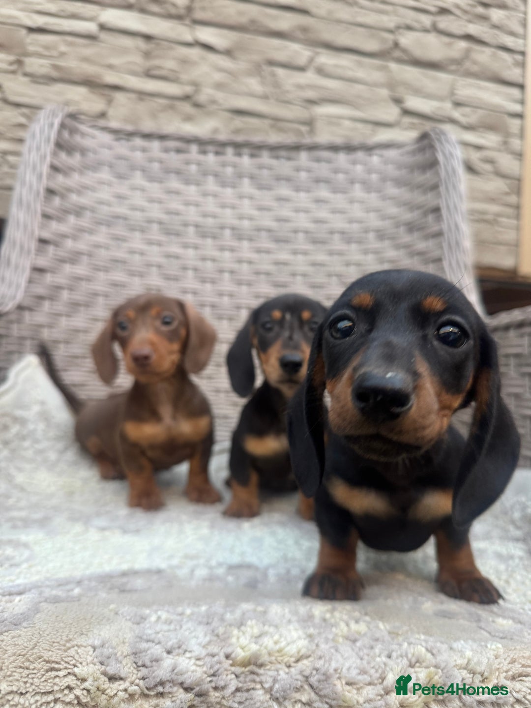 Miniature Dachshund dogs for sale: Miniature dachshunds (council licensed breeder) - Image 3