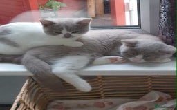 British Shorthair cats for sale: quality kittens gccf registered - Image 20