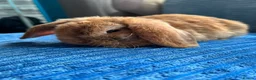 Mini Lop rabbits for sale: 🦋Pure Breed Mini plush lop 🦋 in Halstead - Advert 30