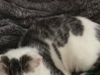 Domestic Shorthair cats - Advert 24