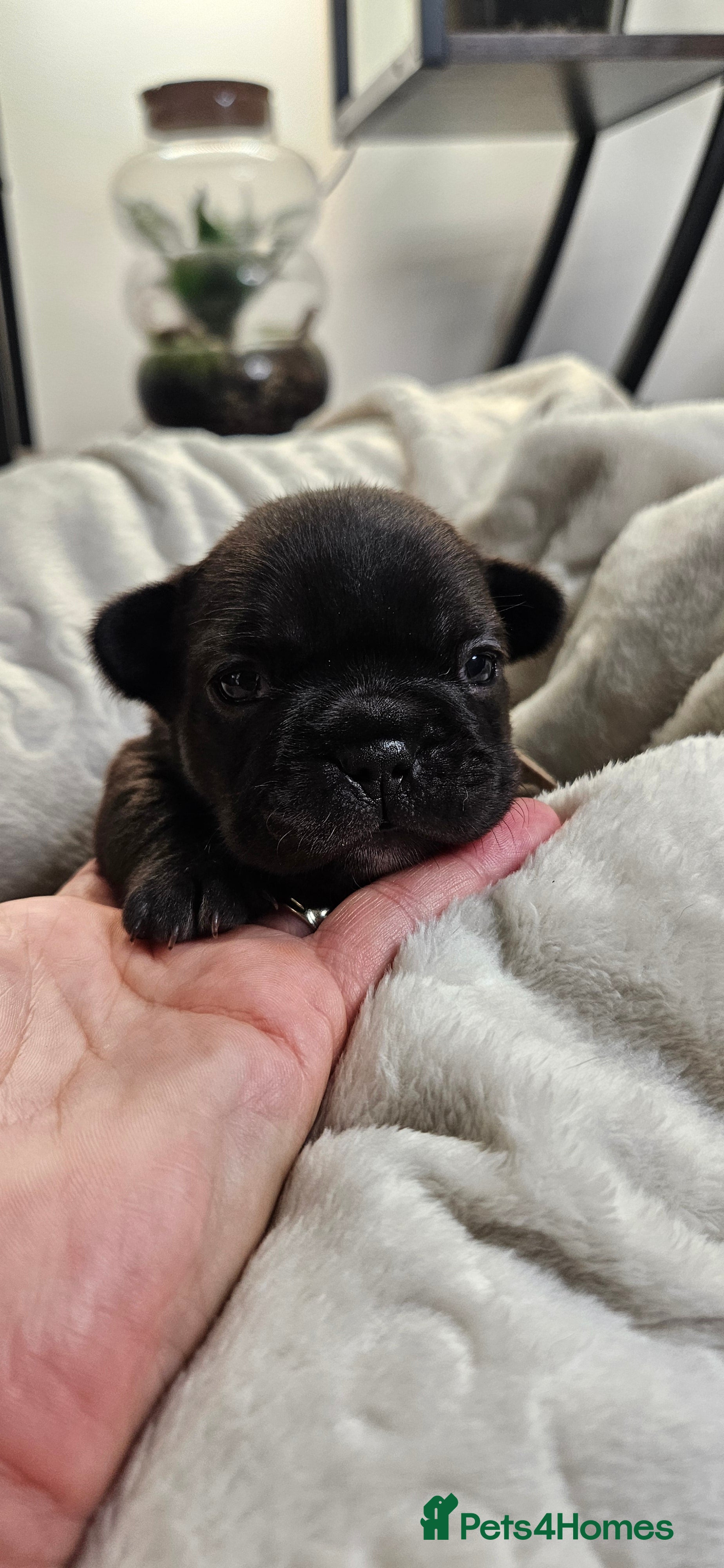 French Bulldog dogs Beautiful French Bulldog puppies 🐶 - Advert 2