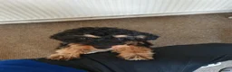 Cavapoo dogs for sale: Cavapoo (honey)  - Advert 5
