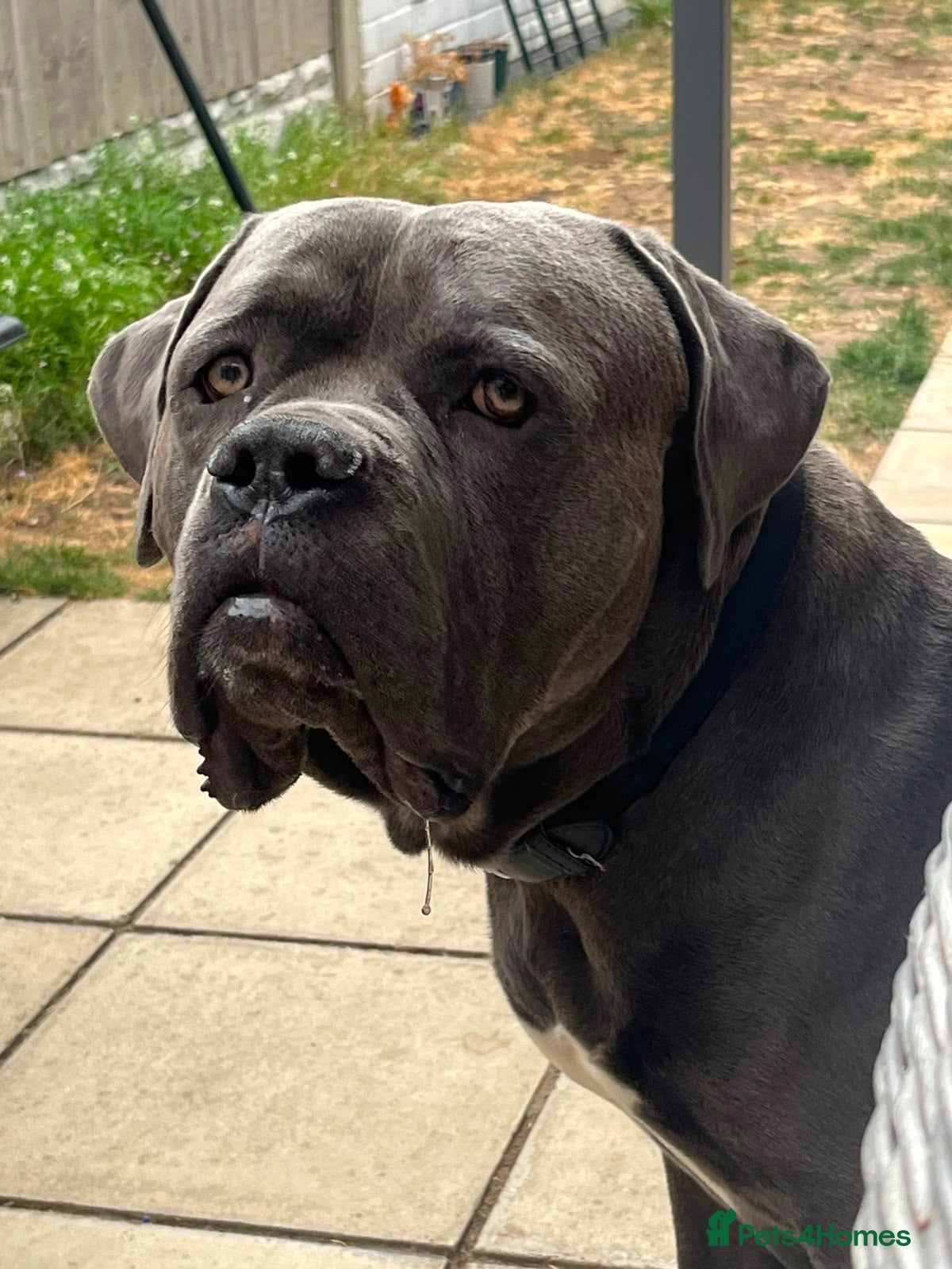 Cane Corso dogs Proven large cane corso stud - Advert 5