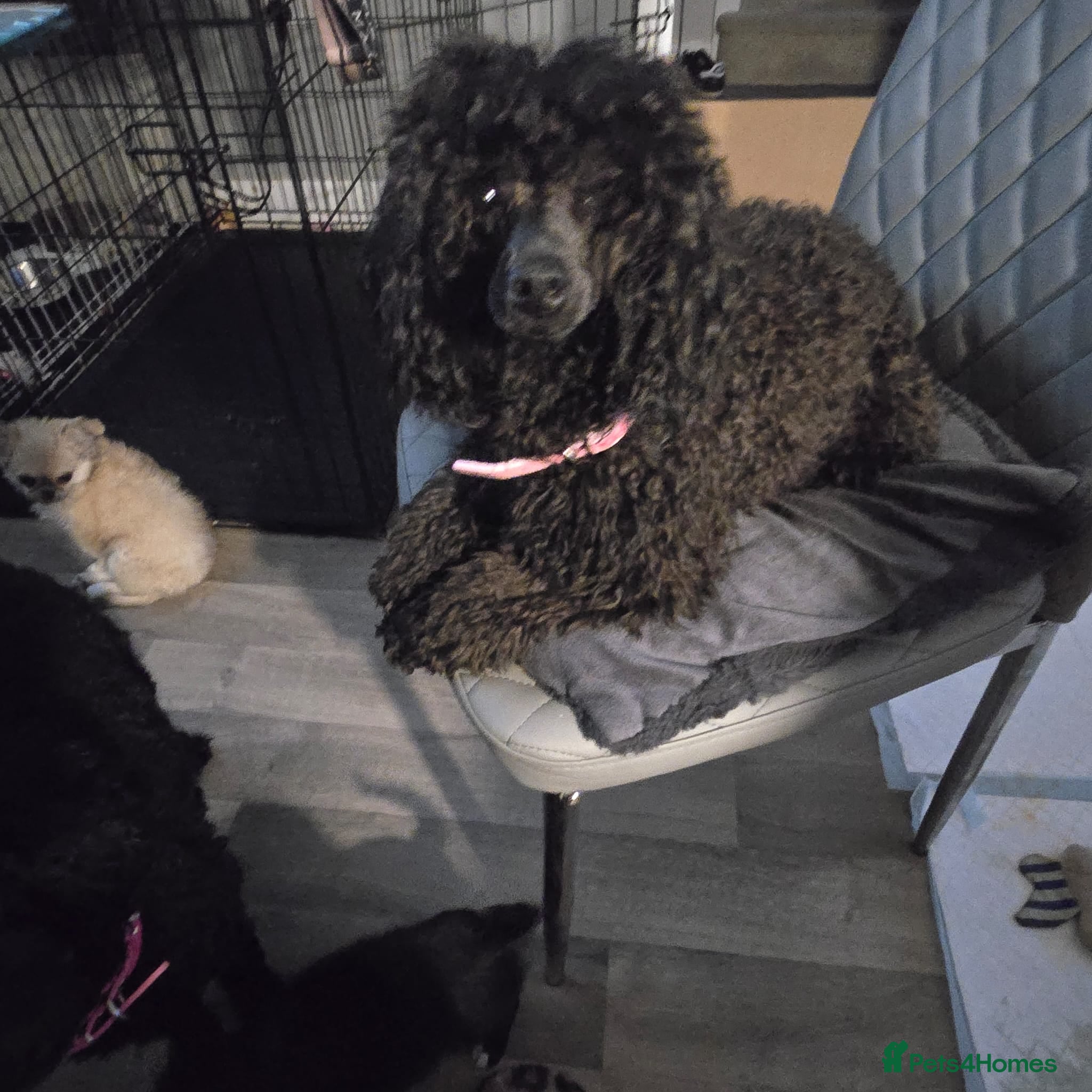 Miniature Poodle dogs 4 Amazing miniature poodles  - Advert 1