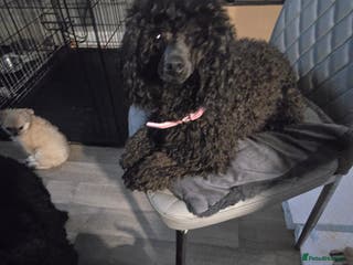 Miniature Poodle dogs 4 Amazing miniature poodles - Advert 5