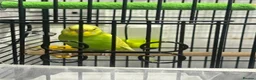 Budgerigars birds for sale: MALE AND FEMALE BUDGIES  - Advert 3