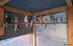 Cockatiels birds for sale: Silly hand tamed baby cockatiels for sale  - Image 9