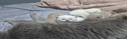 British Shorthair cats for sale: ☆☆ prestige chunky & solid british shorthairs ☆☆ - Advert 5