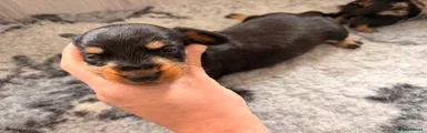 Gabby