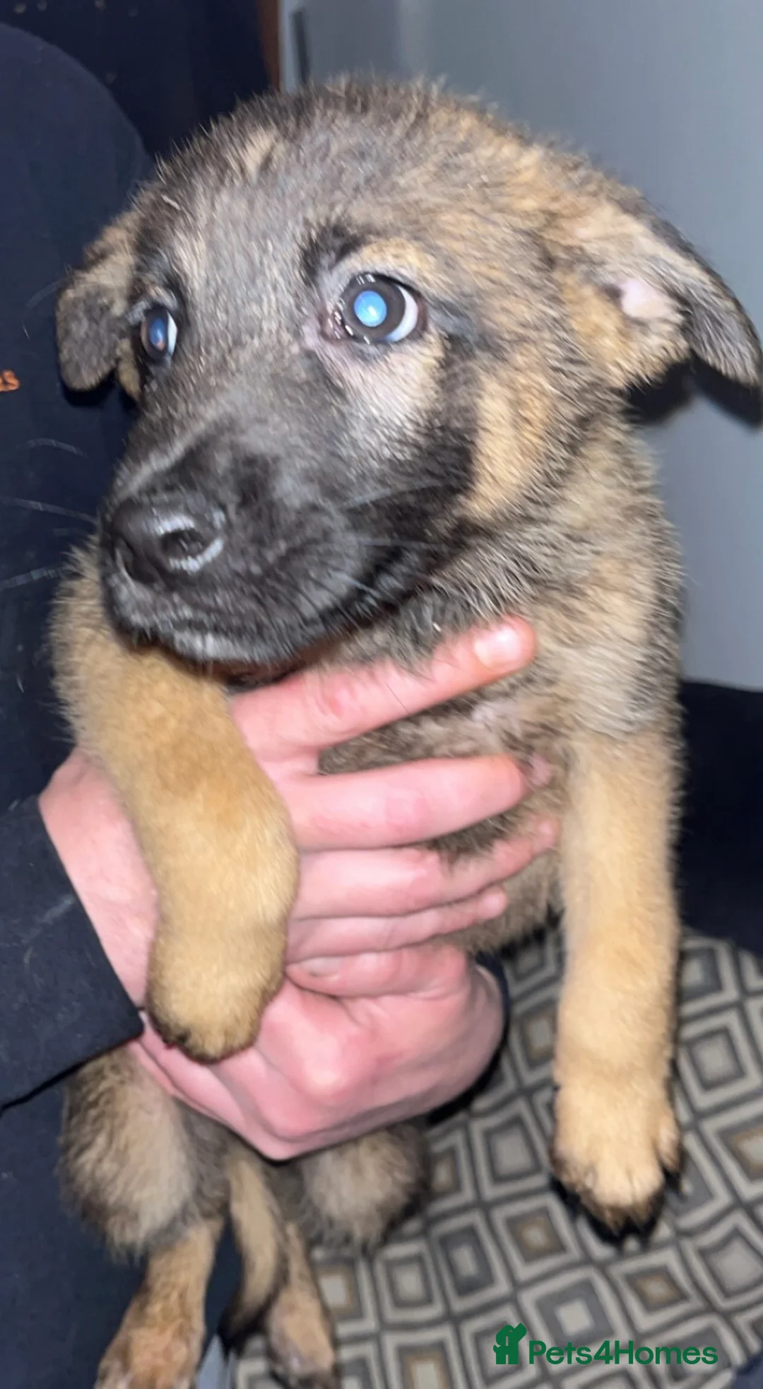 Belgian Shepherd Dog dogs for sale: Belgium malino - Advert 4