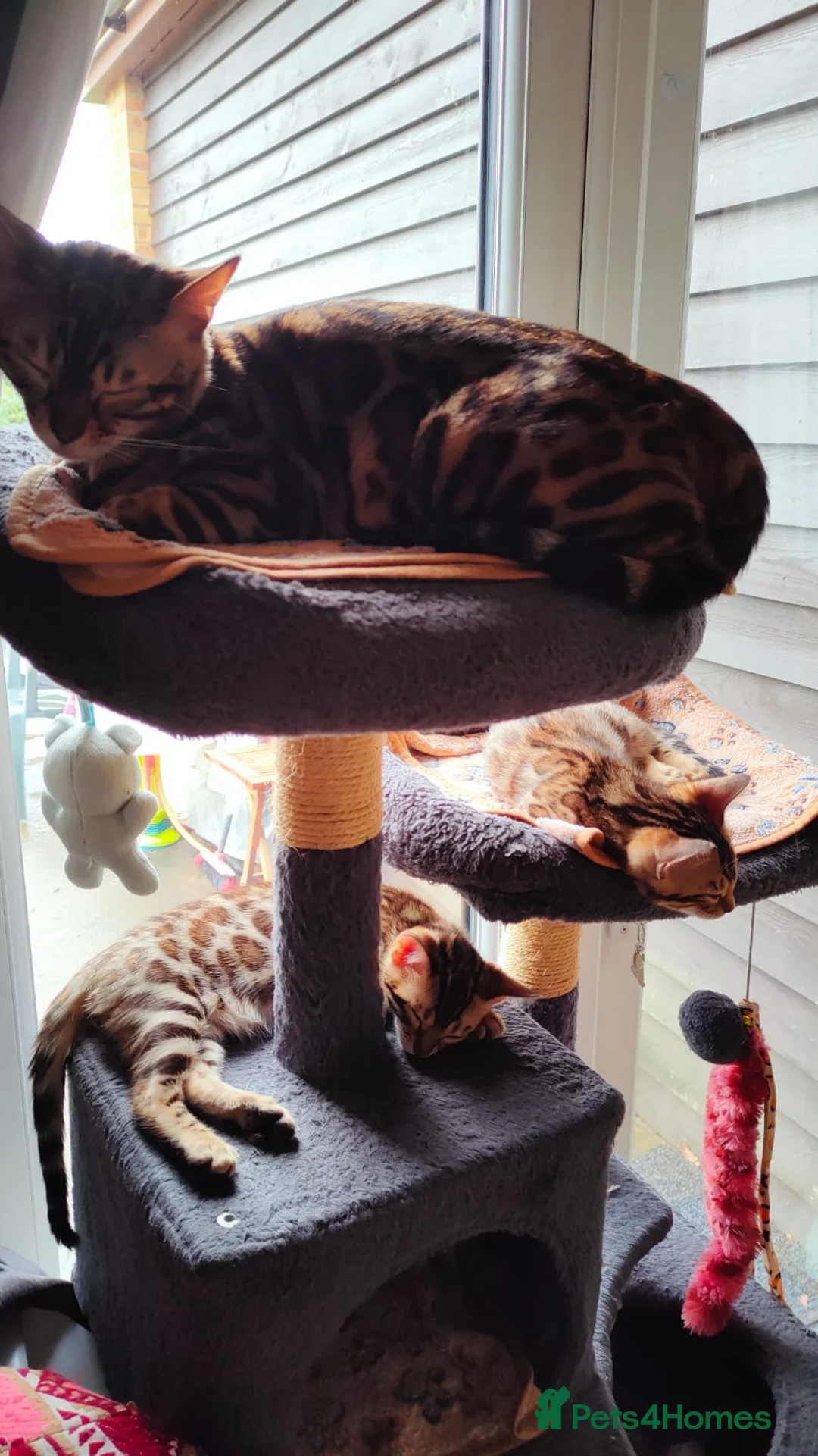 Bengal cats for sale: 1 female pure bengal kitten left !!!! - Advert 10