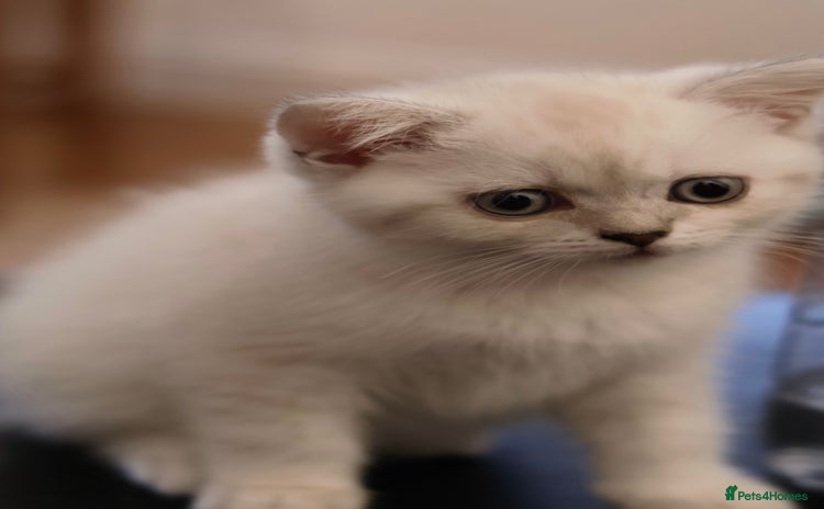 British Shorthair cats for sale - Advert 1