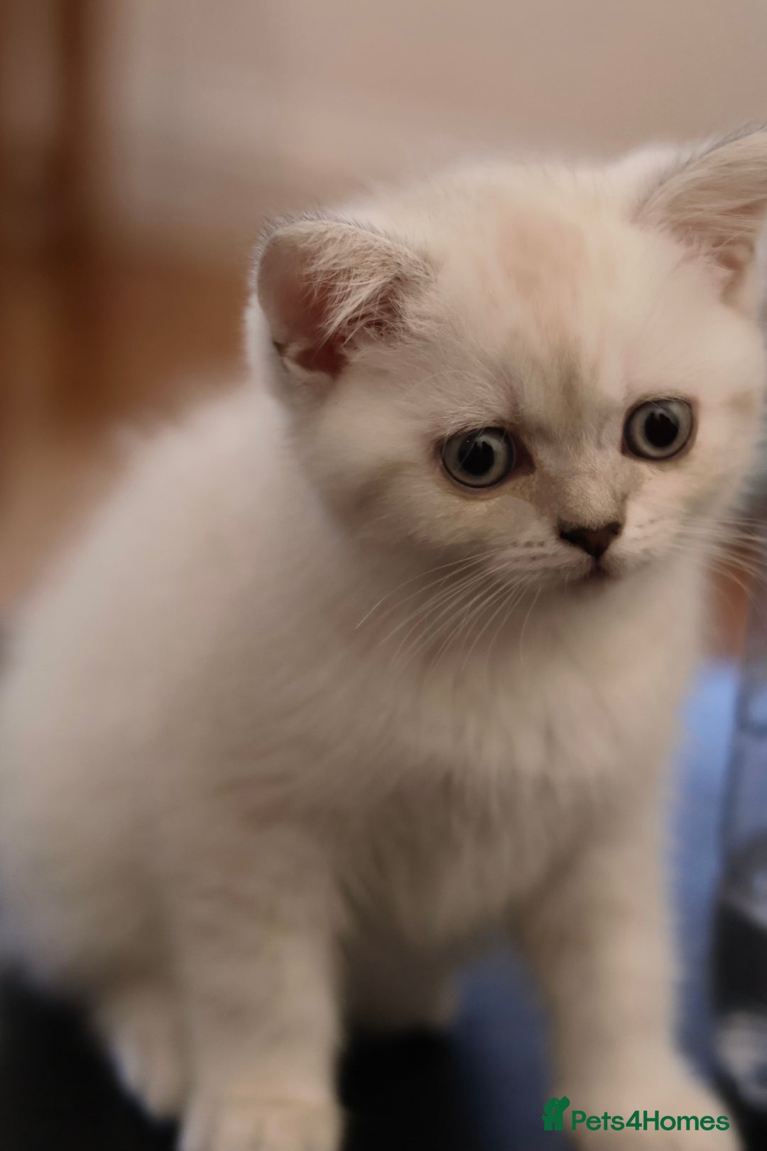 British Shorthair cats for sale: Rare Silver-Shaded British Shorthair Queen Kitten - Image 1