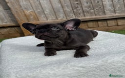 French Bulldog dogs for sale: Miss White X Kastro  - Image 13