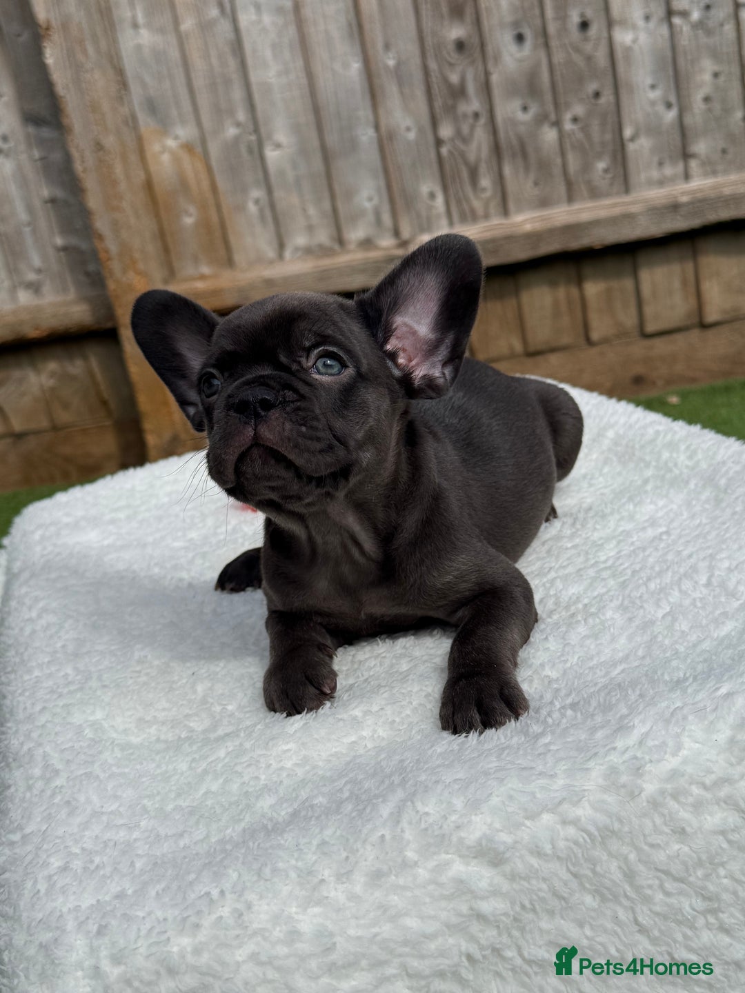 French Bulldog dogs for sale: Miss White X Kastro  - Image 13