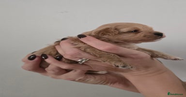 Maltipoo dogs - Advert 5