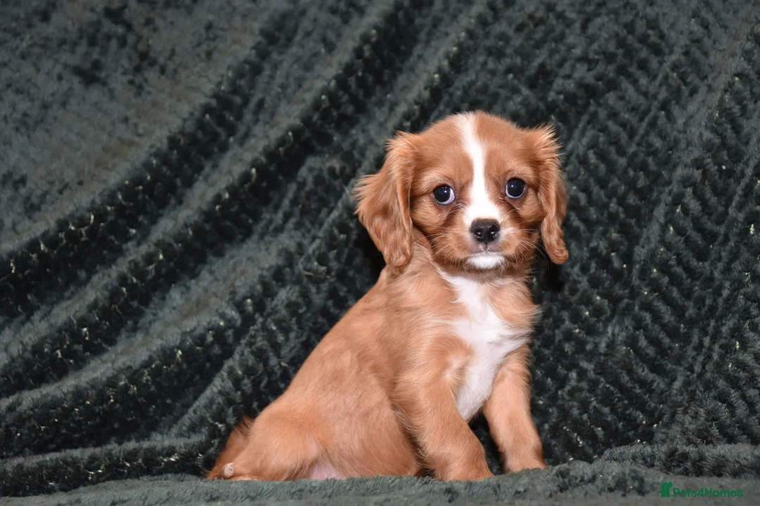 Cavalier King Charles Spaniel dogs for sale: Two Cavalier King Charles Spaniel Females - Advert 12