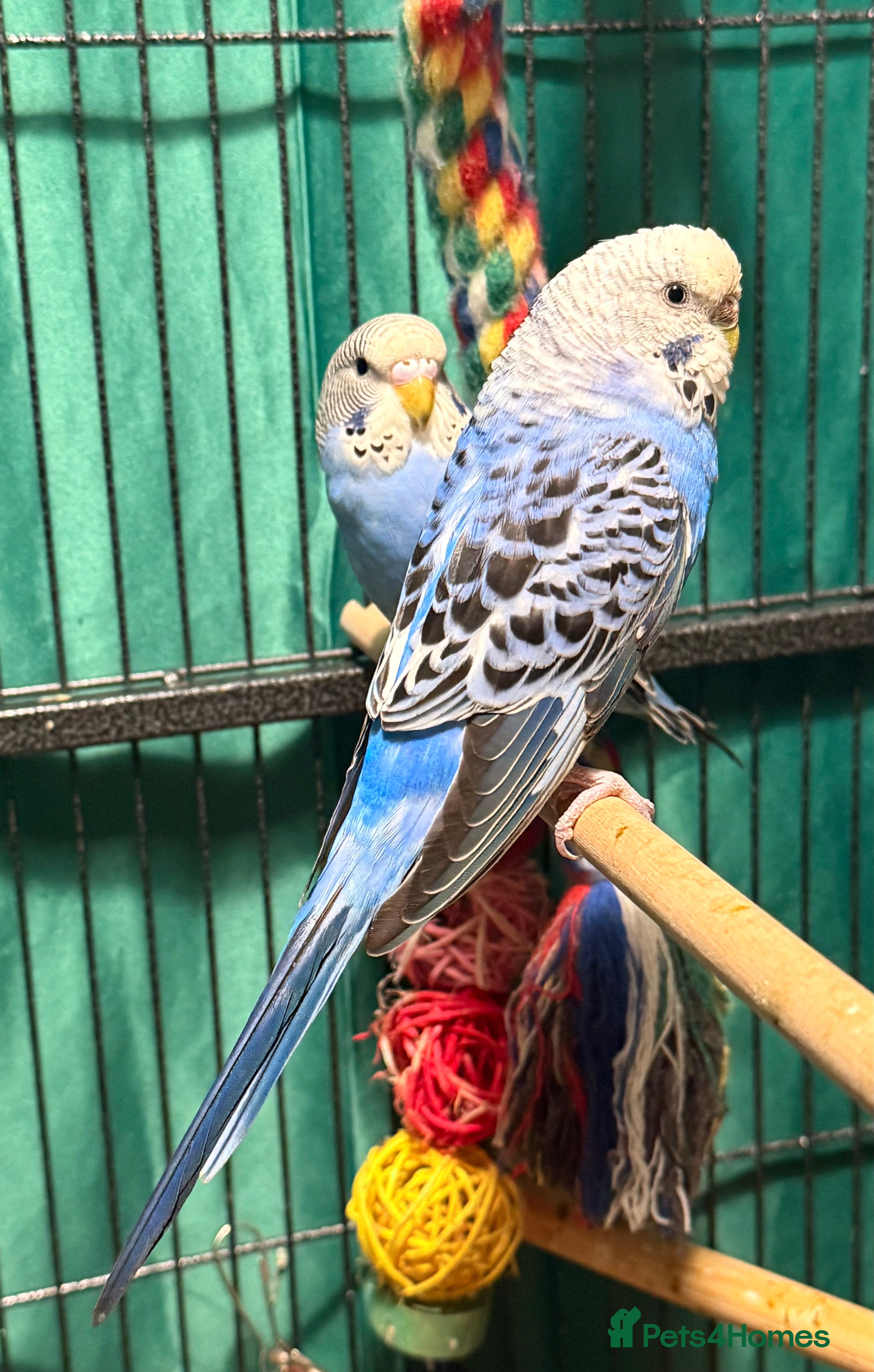 Budgerigars birds 2 female budgies for sale  - Advert 11