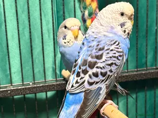 Budgerigars birds 2 female budgies for sale - Advert 6