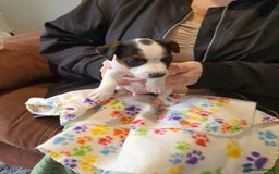 Jack Russell dogs for sale: Stunning Jack Russell Puppies  - Image 2
