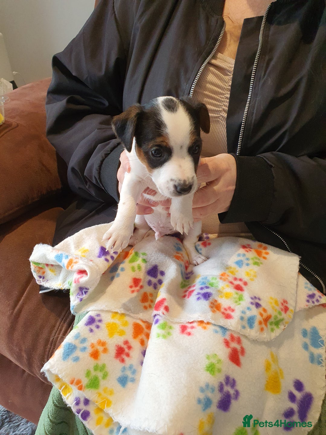 Jack Russell dogs for sale: Stunning Jack Russell Puppies  - Image 2