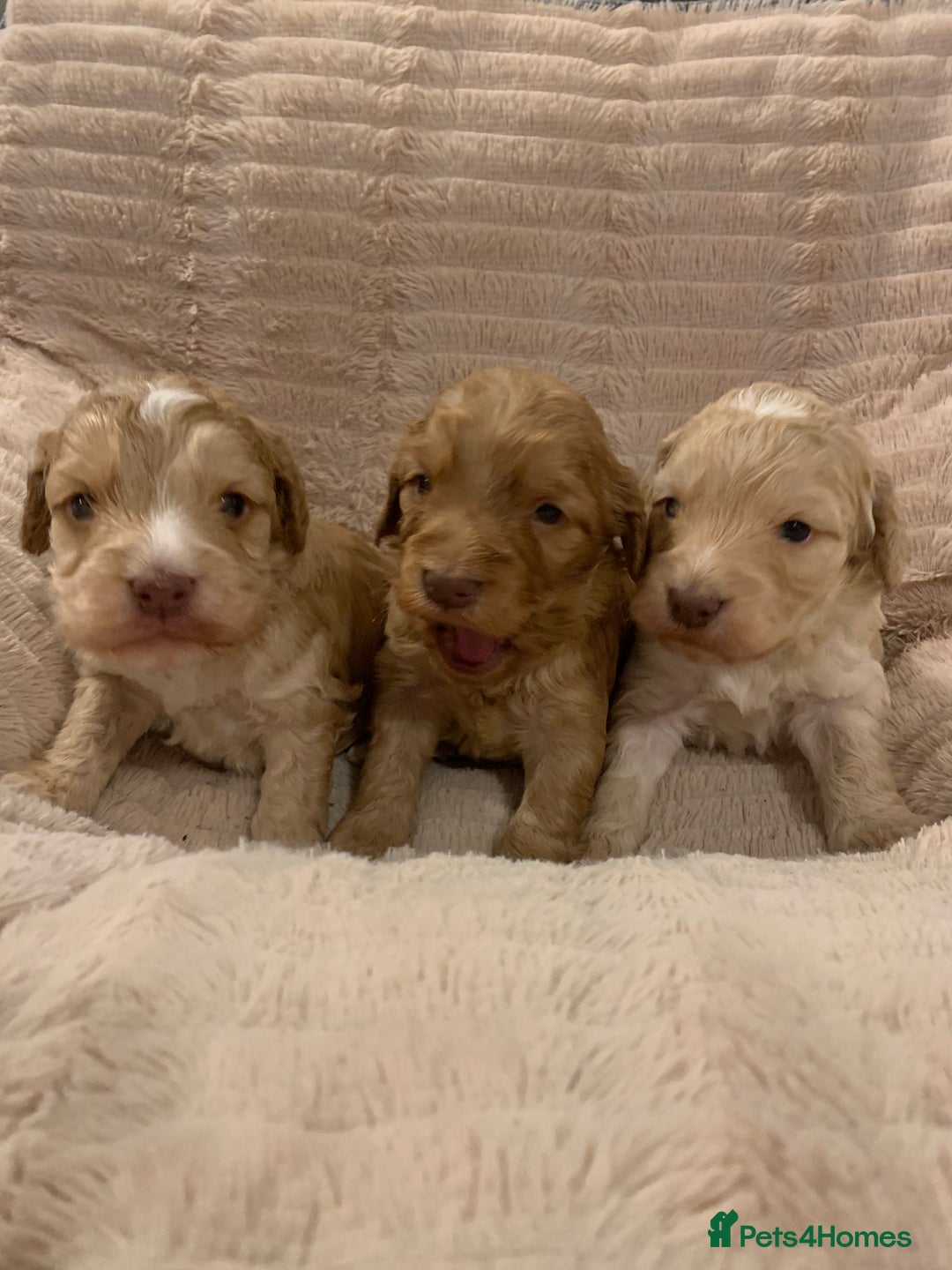 Cockapoo dogs for sale: F1 show type Cockapoo. Health tested parents - Advert 4