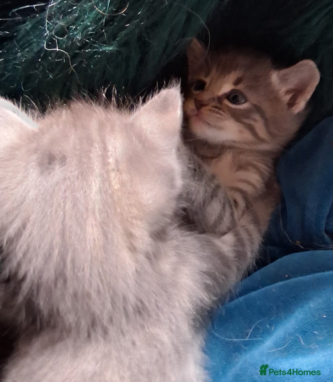 Mixed Breed cats for sale: Awesome Spotty Dotty Silver  Blue Bengal x Kittens - Image 9