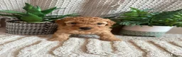 Maltipoo dogs for sale: 🐶 Adorable Toy Maltipoo Puppies for sale 🐶  in Swansea - Advert 27