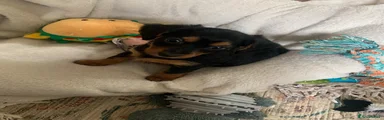 Mixed Breed 2