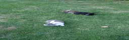 Mixed Breed rabbits for sale: Rabbits for sale  - Advert 14