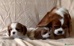 Cavalier King Charles Spaniel dogs for sale: Gorgeous Cavalier King Charles Puppies  - Image 2