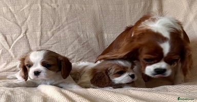 Cavalier King Charles Spaniel dogs - Advert 14