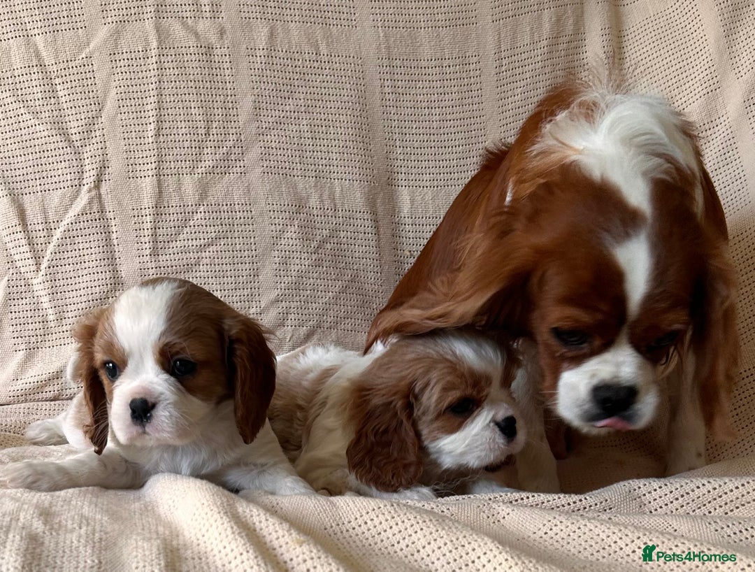 Cavalier King Charles Spaniel dogs for sale: Gorgeous Cavalier King Charles Puppies  - Image 2