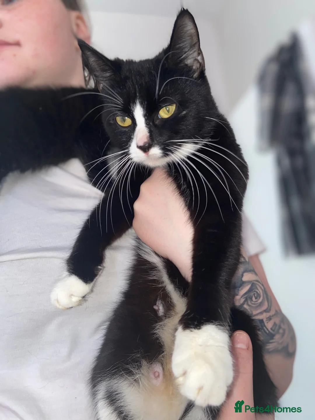 Mixed Breed cats for sale: Two kittens for sale  in London - Advert 1