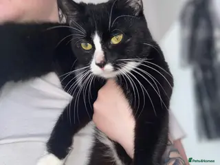 Mixed Breed cats Two kittens for sale - Advert 1