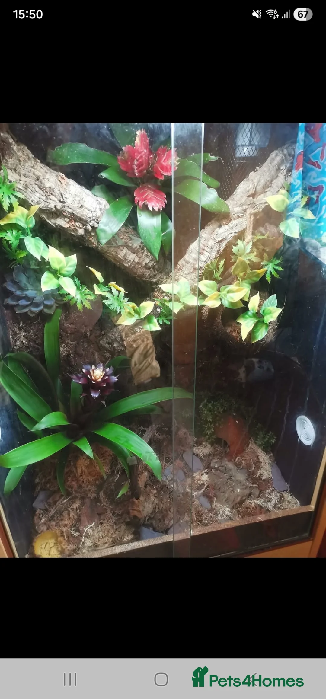 Gecko reptiles for sale: Red morphed crested gecko and full set up  in Winchester - Advert 3