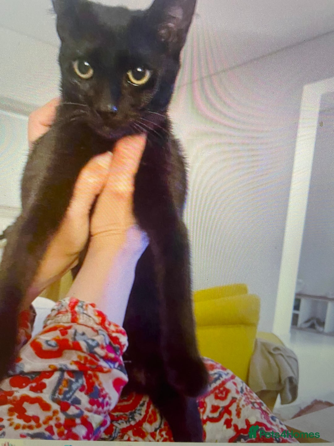 Mixed Breed cats for adoption: ALLEYGIRL -AFFECTIONATE KITTEN READY FOR SOME FUN  - Advert 6