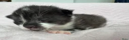 Mixed Breed cats for sale: Beautiful kittens for sale  - Advert 2