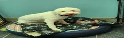 Lagotto Romagnolo dogs for sale: Adult Lagotto girl  - Advert 6