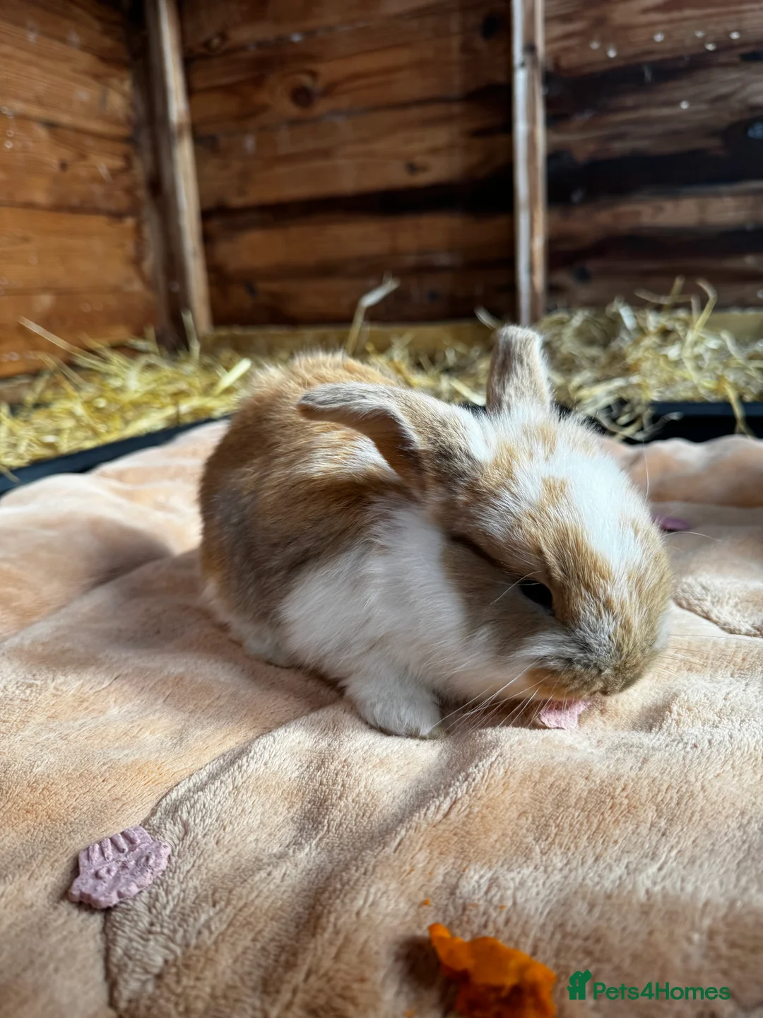 French Lop rabbits for sale: 🩷Pure bred French lop kits🩵 - Advert 12