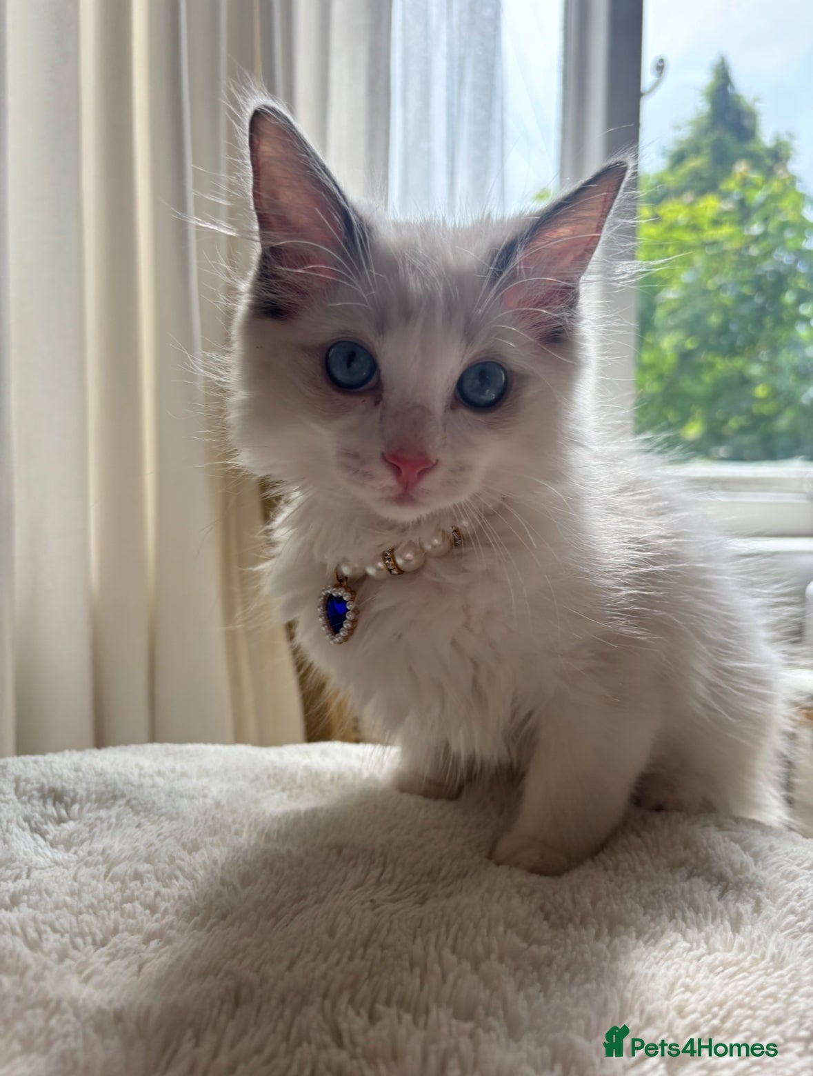 Ragdoll cats Last stunning Ragdoll boy left Indoor Only 🧸 - Advert 17