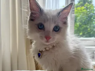 Ragdoll cats Last stunning Ragdoll boy left Indoor Only 🧸 - Advert 2