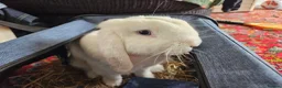 German Lop rabbits for sale: Rescue a Beautiful Rabbit - Advert 7
